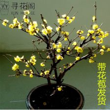 冬季移栽裸根腊梅小苗能活吗?