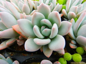 多肉植物喜欢阳光吗冬天，多肉植物喜欢阳光照射吗