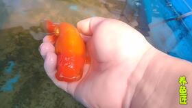 孔雀鱼怀孕的母鱼炸鳞怎么治，金鱼炸鳞怎么治疗最简单的