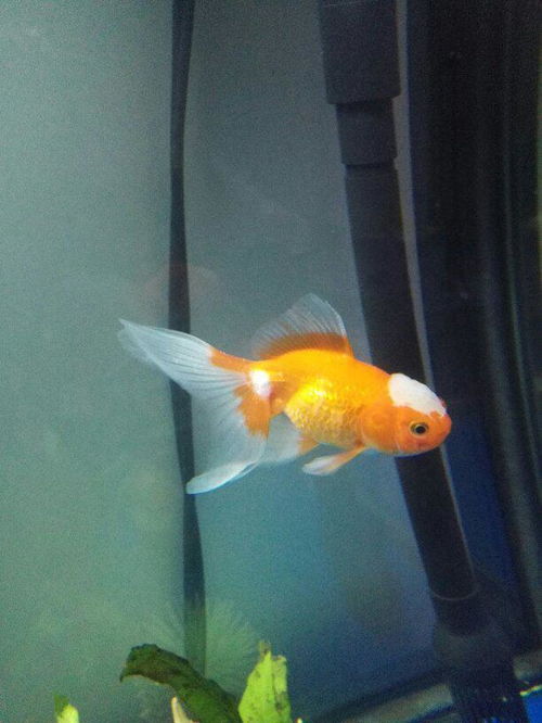 鱼炸鳞了怎样快速治疗
