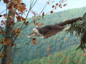 寻求一部关于太空老鼠的动画