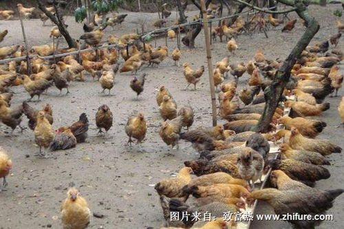 农村养鸡赚钱吗，回农村养鸡赚钱吗