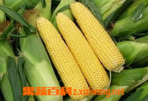 甜玉米煮多久