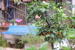 黑塔子树，黑塔子图片