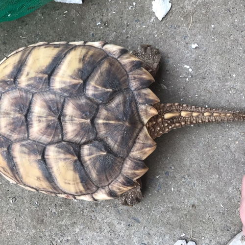 鳄鱼龟苗大鳄龟，鳄龟幼苗图片