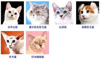 十大名贵的猫有哪些品种?