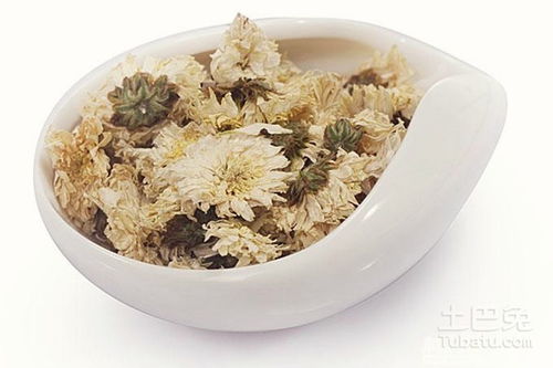 贡菊花的功效与作用