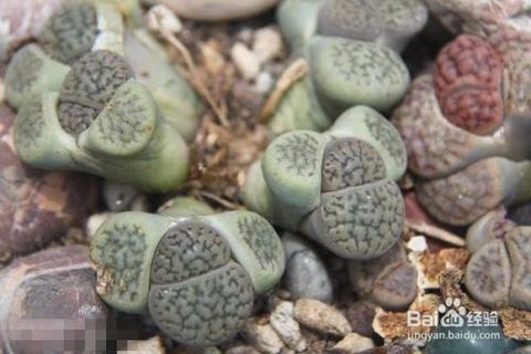 生石花的养殖方法是什么?