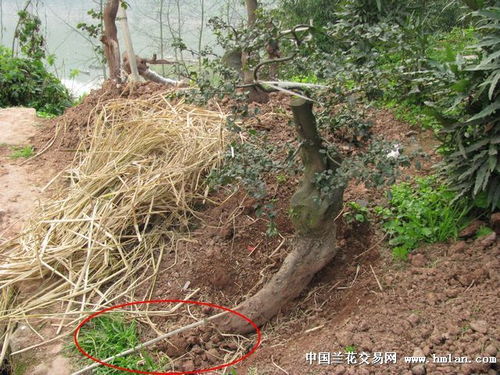 黑塔子是不是黑蒙子树