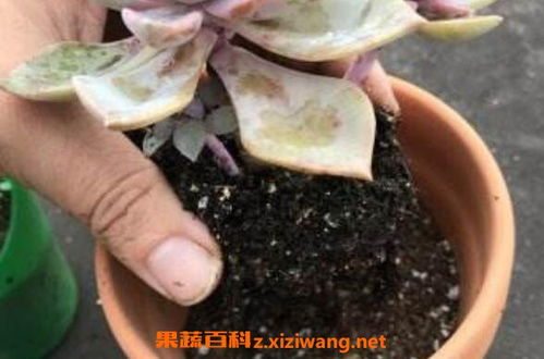 花上有小黑飞虫怎么治
