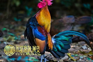 属鸡的和什么属相相冲?，属鸡犯冲的四个属相