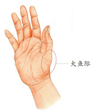 手上的小鱼际和大鱼际,各是指什么位置啊?