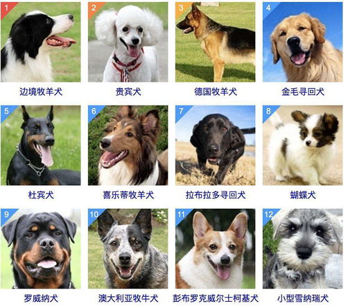 智商排名前十的狗狗，智商排名前十的狗有泰迪狗