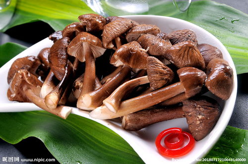 鸡枞菌煮多久能食用，鸡枞菌的功效与作用及食用方法