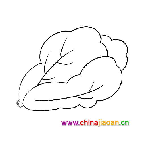 青菜简笔画