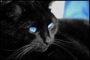 那种白色的猫眼睛一蓝一黄是什么猫,这种猫多少钱?