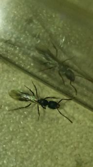 鼬蜓咬人吗 半夜看它从墙上爬出吓得不敢睡觉。