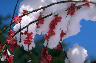 形容傲雪迎梅的诗句