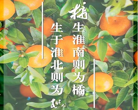 橘生淮南则为橘生于淮北则为枳出自哪篇文章哲学道理，南橘北枳的寓意是什么