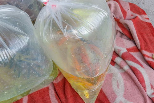 水晶泥怎么做最简单2种方法，水晶泥怎么做简单教程三步