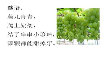 葡萄沟课文讲解笔记，葡萄沟课文分析