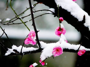 红梅傲雪的全诗句，什么梅傲雪的诗句