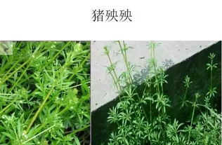 住宿 徐缓 疏远 疏忽 茅屋 屋檐 茅檐 老翁 的拼音?