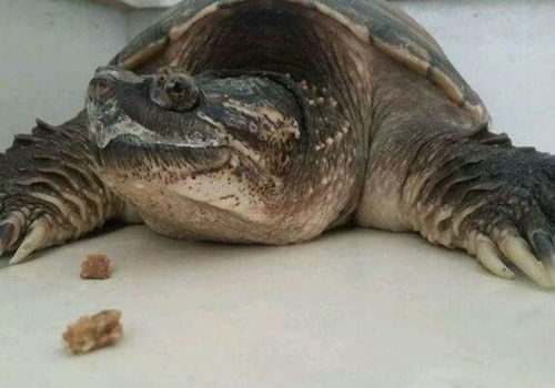 鳄龟不吃东西怎么办皮肤烂，龟为什么不吃东西怎么办
