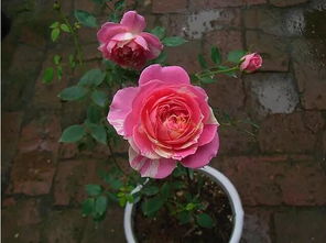 月季花怎么养