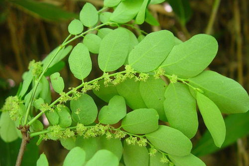 珍珠草是中草药吗?