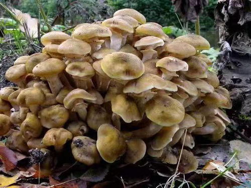 松树蘑菇的功效与作用，东北松树蘑菇