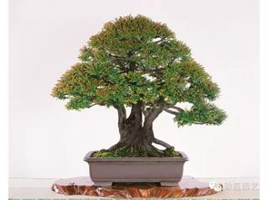 小叶紫檀产地