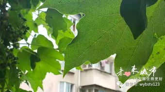 树叶茂密的一面是什么方向