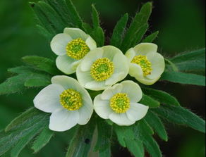 银莲花的花语是什么?