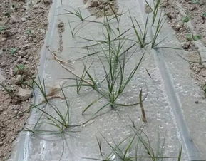 三棱草用什么除草剂防治最好，三棱草的功效与用法