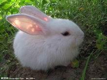 小兔子有什么特点。