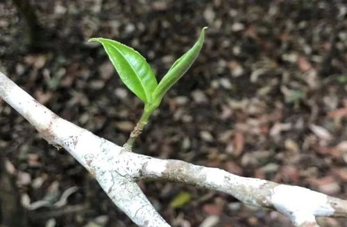 树叶较密的一面朝着什么面，树叶的茂密一面朝哪面