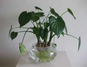 有一种植物像滴水观音,它有什么作用?