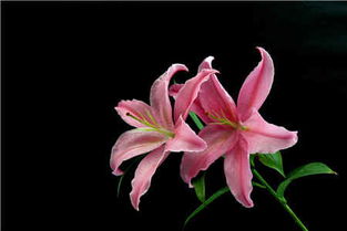 百合花什么时候开花