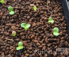多肉植物种子怎么获得，多肉植物种子怎么养殖