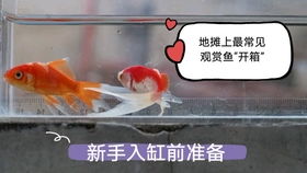 西锦龟是深水龟吗,能和鹦鹉鱼一起养吗