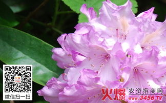 杜鹃花能吃吗百度百科，杜鹃花可以吃的吗