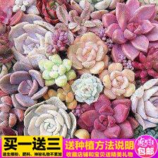 多肉种子的种植方法和注意事项是什么?