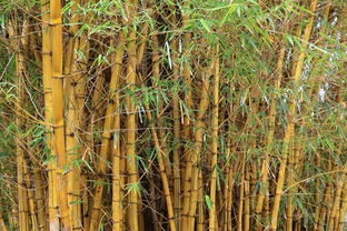 什么的竹子?