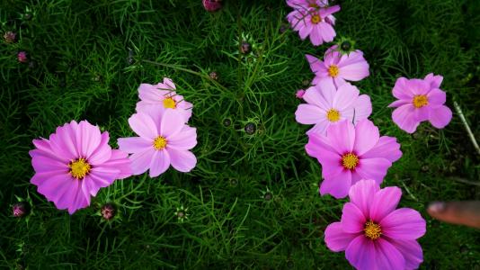 百花齐放是什么意思