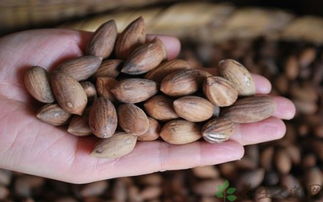 香榧果营养丰富,香榧子外面的一层黑衣可以食用吗?