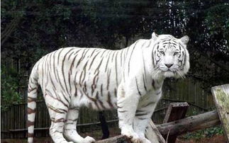 同样都是猫科动物,老虎和猫有什么区别?