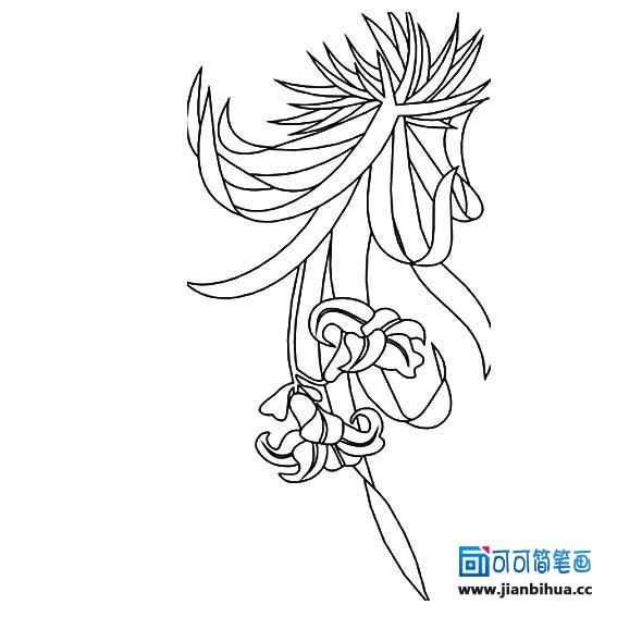 吊兰简笔画图片大全带颜色，吊兰简笔画简单