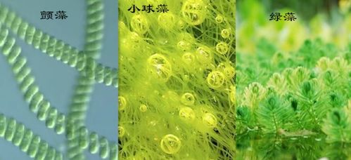 金鱼藻是真核还是原核，乳酸菌是真核还是原核