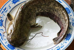 鲶鱼做法视频，糖醋鲶鱼做法